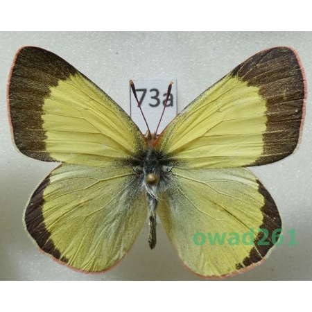Colias chippewa W. H Edwards, 1870 male Canada73a